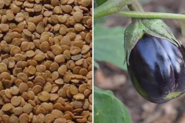 Brinjal Seeds