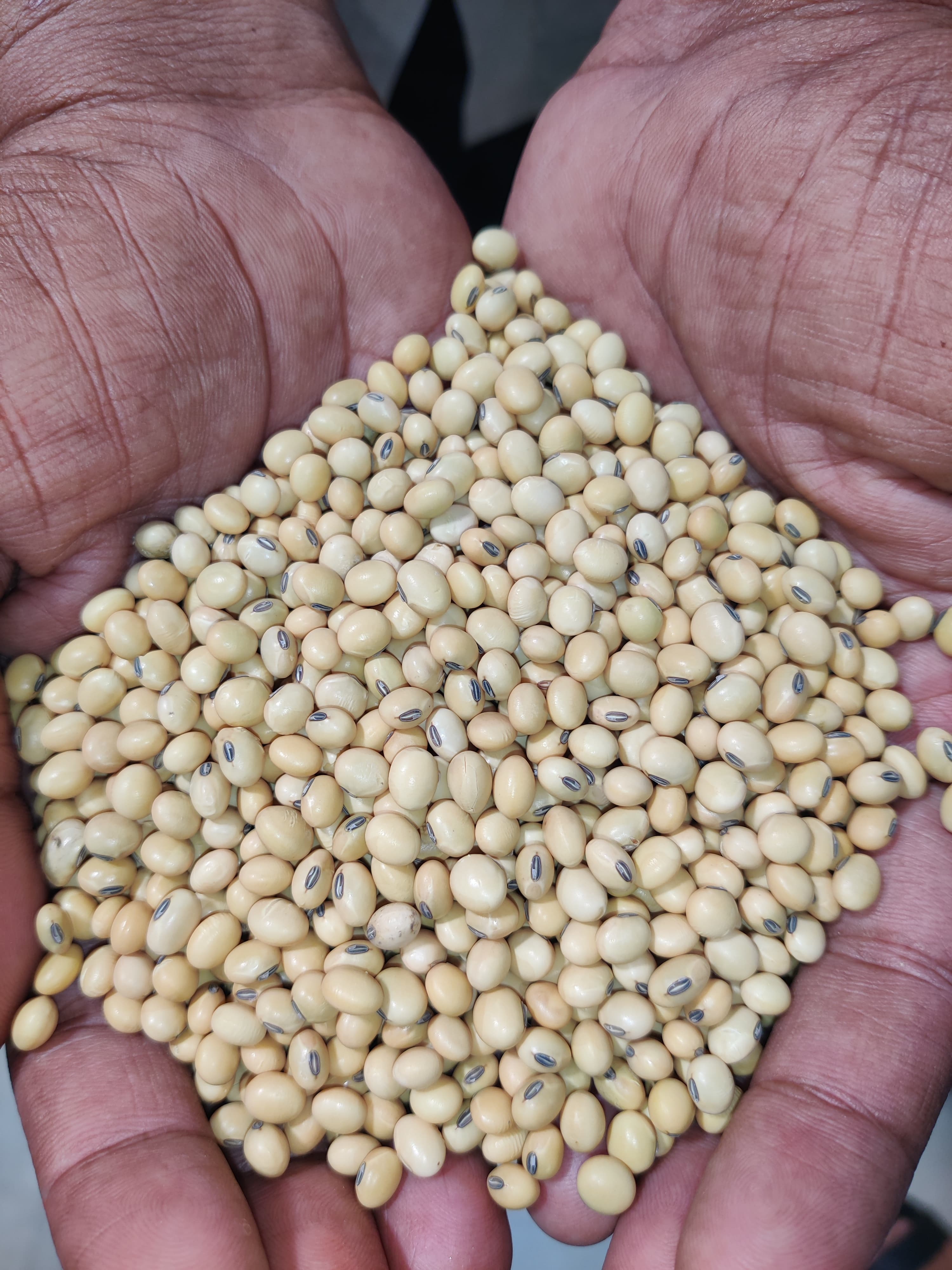 Seed Quality Testing